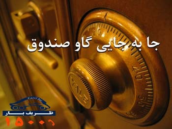 بسته بندی و حمل گاو صندوق چگونه است؟